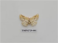 藏品(尺蛾284)的圖片